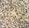 X-Ray Repair Cross Complementing 6 antibody, LS-C160673, Lifespan Biosciences, Immunohistochemistry paraffin image 