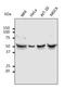 Tubulin Alpha 4a antibody, orb334961, Biorbyt, Western Blot image 