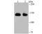 Splicing Factor 3b Subunit 1 antibody, NBP2-75656, Novus Biologicals, Western Blot image 
