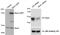 HAUS Augmin Like Complex Subunit 8 antibody, TA307936, Origene, Western Blot image 