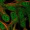 Retinaldehyde-binding protein 1 antibody, HPA044083, Atlas Antibodies, Immunofluorescence image 