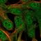 Retinaldehyde Binding Protein 1 antibody, HPA044083, Atlas Antibodies, Immunofluorescence image 