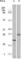 Eukaryotic Translation Initiation Factor 4E Binding Protein 1 antibody, abx015717, Abbexa, Western Blot image 