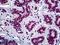 Stromal Antigen 2 antibody, LS-B5446, Lifespan Biosciences, Immunohistochemistry paraffin image 
