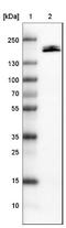 Podocalyxin Like antibody, NBP2-52912, Novus Biologicals, Western Blot image 