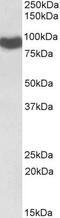 Cytochrome P450 Oxidoreductase antibody, PA5-19377, Invitrogen Antibodies, Western Blot image 