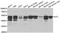 Interleukin Enhancer Binding Factor 2 antibody, STJ28155, St John