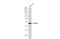 Enolase 1 antibody, GTX113179, GeneTex, Western Blot image 