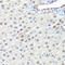 Pre-MRNA Processing Factor 19 antibody, LS-C747685, Lifespan Biosciences, Immunohistochemistry paraffin image 