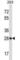 CTD Small Phosphatase 2 antibody, abx028027, Abbexa, Western Blot image 