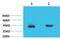 Hydroxyacid Oxidase 1 antibody, MA5-24384, Invitrogen Antibodies, Western Blot image 