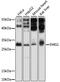EMG1 N1-Specific Pseudouridine Methyltransferase antibody, 19-364, ProSci, Western Blot image 