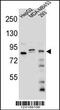 KAT8 Regulatory NSL Complex Subunit 3 antibody, 55-388, ProSci, Western Blot image 