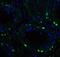 Activating Transcription Factor 6 antibody, GTX15457, GeneTex, Immunocytochemistry image 