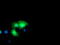 Thymidylate kinase antibody, TA503553, Origene, Immunofluorescence image 