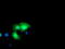 Deoxythymidylate Kinase antibody, TA503553, Origene, Immunofluorescence image 