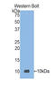 Alpha-defensin 3 antibody, LS-C293654, Lifespan Biosciences, Western Blot image 