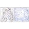 Homeobox B1 antibody, A04724, Boster Biological Technology, Immunohistochemistry frozen image 