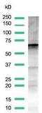 Glypican 3 antibody, MA5-16368, Invitrogen Antibodies, Western Blot image 