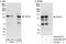 Transforming Acidic Coiled-Coil Containing Protein 3 antibody, A302-587A, Bethyl Labs, Western Blot image 