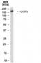 Squamous cell carcinoma antigen recognized by T-cells 3 antibody, NB100-1893, Novus Biologicals, Western Blot image 