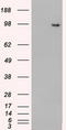 TYRO3 Protein Tyrosine Kinase antibody, LS-C114524, Lifespan Biosciences, Western Blot image 