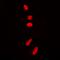 Lymphocyte Antigen 86 antibody, orb373355, Biorbyt, Immunofluorescence image 