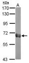 Podocalyxin Like antibody, NBP2-19880, Novus Biologicals, Western Blot image 