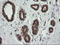 Reactive Oxygen Species Modulator 1 antibody, LS-C337919, Lifespan Biosciences, Immunohistochemistry frozen image 