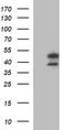 Indoleamine 2,3-dioxygenase 2 antibody, TA506646, Origene, Western Blot image 