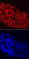 MAF BZIP Transcription Factor B antibody, MAB3810, R&D Systems, Immunocytochemistry image 