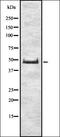 Inhibitor Of Growth Family Member 4 antibody, orb337028, Biorbyt, Western Blot image 