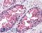 Valosin Containing Protein antibody, LS-B1912, Lifespan Biosciences, Immunohistochemistry paraffin image 