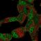 Basic Transcription Factor 3 Like 4 antibody, PA5-64303, Invitrogen Antibodies, Immunofluorescence image 