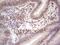 MutL Homolog 1 antibody, NBP2-45882, Novus Biologicals, Immunohistochemistry frozen image 