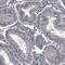 CCT antibody, PA5-58195, Invitrogen Antibodies, Immunohistochemistry frozen image 