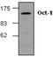 POU Class 2 Homeobox 1 antibody, GTX59803, GeneTex, Western Blot image 