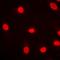 Myeloid Zinc Finger 1 antibody, orb214755, Biorbyt, Immunocytochemistry image 