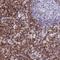 CD5 Molecule antibody, NBP2-38509, Novus Biologicals, Immunohistochemistry frozen image 