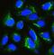 IQ Motif Containing GTPase Activating Protein 1 antibody, A01603, Boster Biological Technology, Immunofluorescence image 