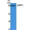 Ubiquitin Like With PHD And Ring Finger Domains 1 antibody, LS-C386833, Lifespan Biosciences, Western Blot image 