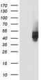 CD4 antibody, TA802194AM, Origene, Western Blot image 