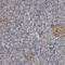 Armadillo Repeat Containing X-Linked 2 antibody, NBP1-89144, Novus Biologicals, Immunohistochemistry frozen image 