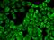 Mitogen-activated protein kinase 6 antibody, orb129601, Biorbyt, Immunofluorescence image 