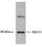 NK3 Homeobox 1 antibody, NB100-492, Novus Biologicals, Western Blot image 