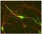 Protein Phosphatase 1 Regulatory Inhibitor Subunit 1B antibody, NB300-304, Novus Biologicals, Immunohistochemistry frozen image 