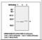 Peroxiredoxin 4 antibody, LS-B7141, Lifespan Biosciences, Western Blot image 