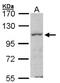 Mitogen-Activated Protein Kinase Kinase Kinase Kinase 1 antibody, NBP1-31000, Novus Biologicals, Western Blot image 