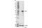 Interferon Regulatory Factor 9 antibody, 28845S, Cell Signaling Technology, Western Blot image 