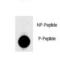Lin-28 Homolog A antibody, LS-C163637, Lifespan Biosciences, Dot Blot image 